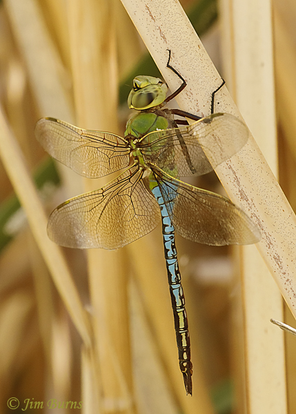 Common Green Darner male, Maricopa Co. AZ, August 2018--0601