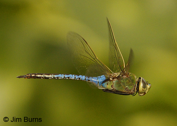 Common Green Darner male in flight, Pima Co., AZ, August 2018--6479