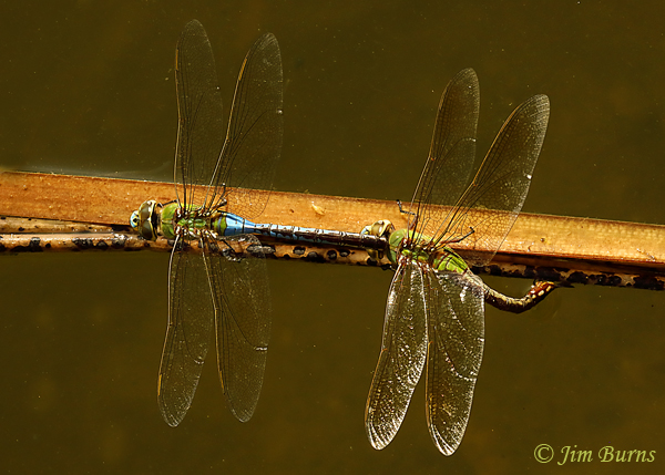 Common Green Darners in tandem, female ovipositing, Pinal Co., AZ, September 2020--6699