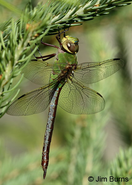 Common Green Darner female, Door Co., WI, July 2017