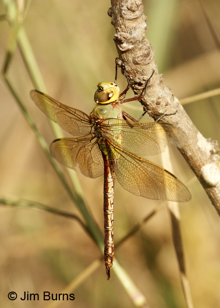 Common Green Darner female, Cameron Co., TX, November 2011