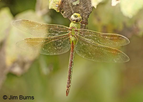 Common Green Darner female, Gonzales Co., TX, September 2012