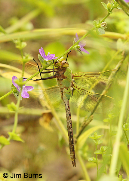 Common Green Darner female, Montgomery Co., AR, May 2013