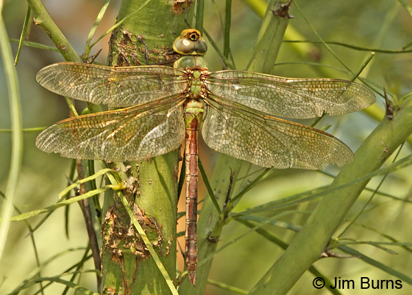 Common Green Darner female, Hidalgo Co., TX, October 2013