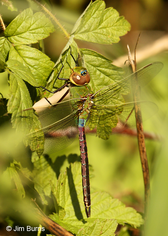Common Green Darner female, St. Louis Co., MN, September 2011