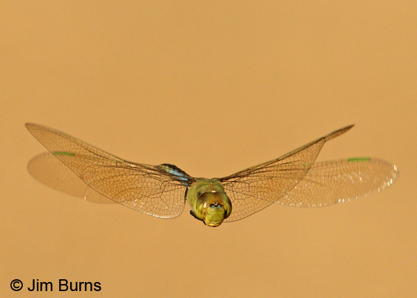 Common Green Darner in flight, Hidalgo Co., TX, October 2011