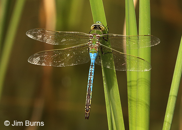 Common Green Darner male, Maricopa Co., AZ, October 2015