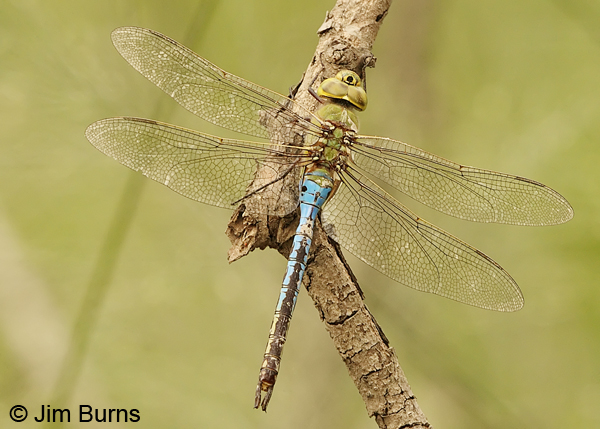 Common Green Darner male, Hidalgo Co., TX, October 2013