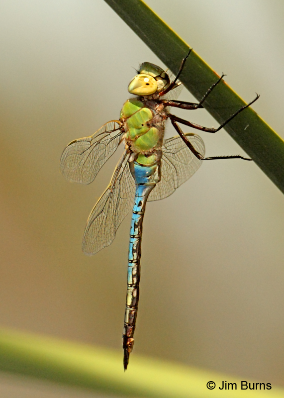 Common Green Darner male, Maricopa Co., AZ, August 2011