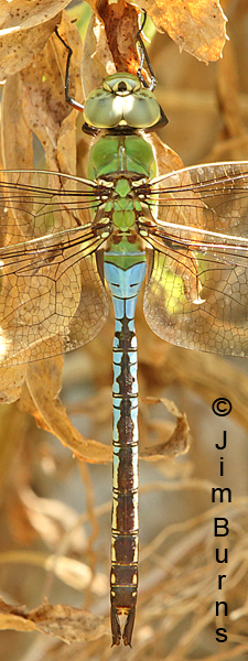Common Green Darner male dorsal close-up, Pinal Co., AZ, July 2016
