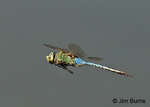 Common Green Darner male in flight, Maricopa Co., AZ, August 2013
