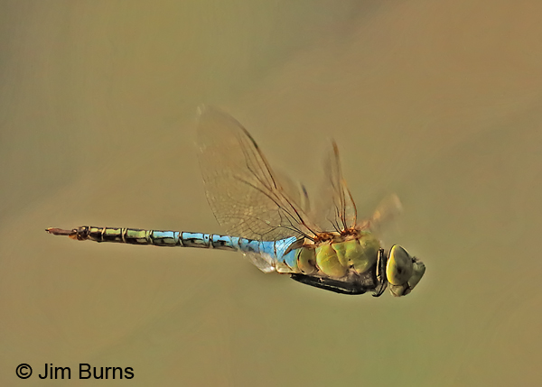 Common Green Darner male in flight, Cameron Co., TX, November 2016