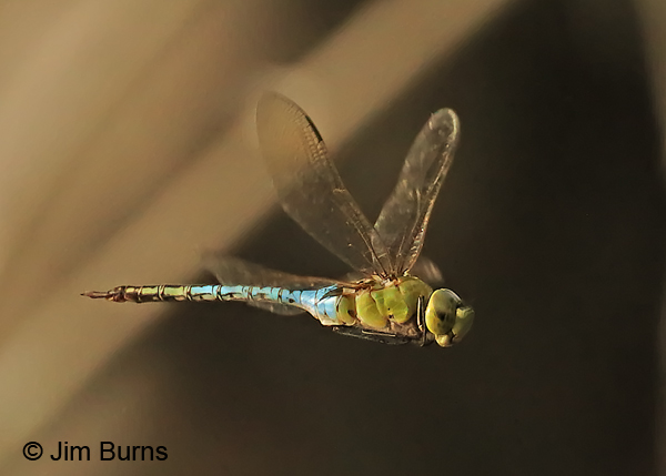Common Green Darner male in flight, Hidalgo Co., TX, November 2016