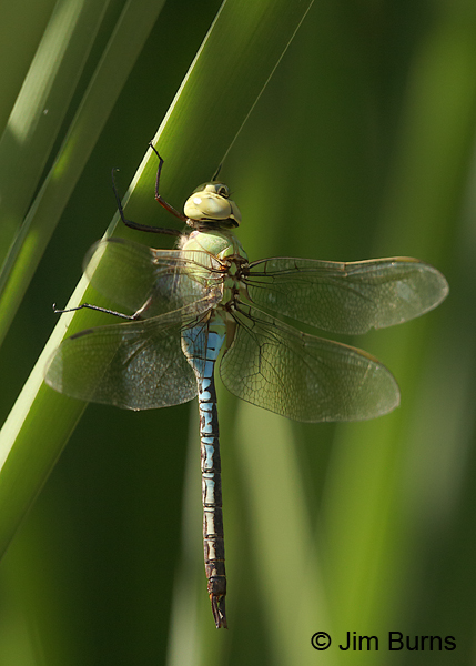 Common Green Darner male, Maricopa Co., AZ, July 2016
