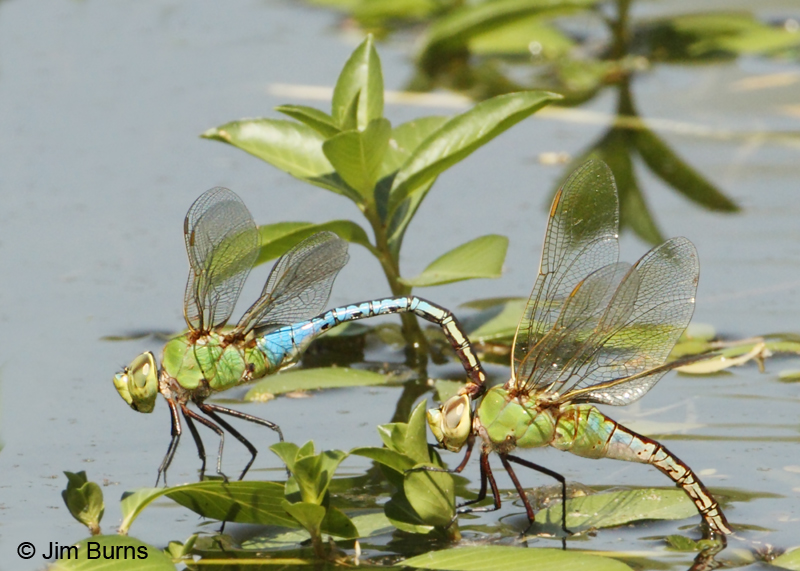 Common Green Darners pair in tandem, female ovipositing, Maricopa Co., AZ, August 2011