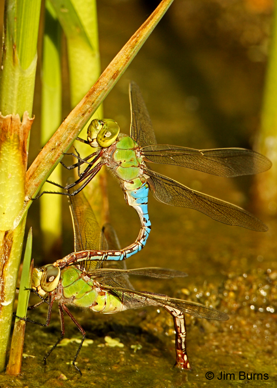 Common Green Darners pair in tandem, female ovipositing, Maricopa Co., AZ, August 2011