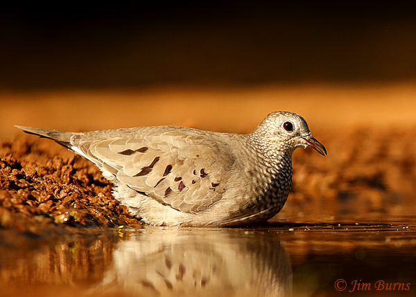 Common Ground at water hole--2349