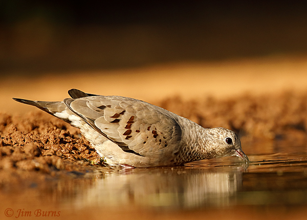 Common Ground drinking #2--2356