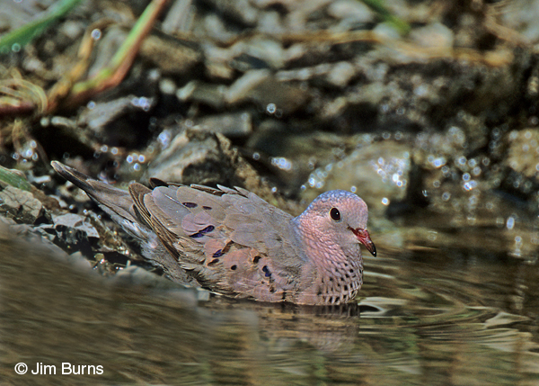 Common Ground-Dove bathing