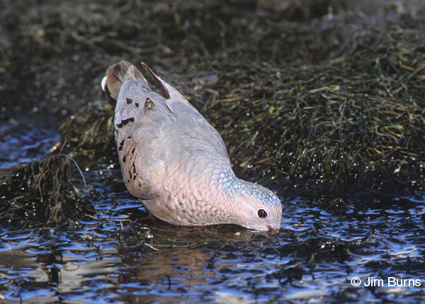 Common Ground-Dove drinking