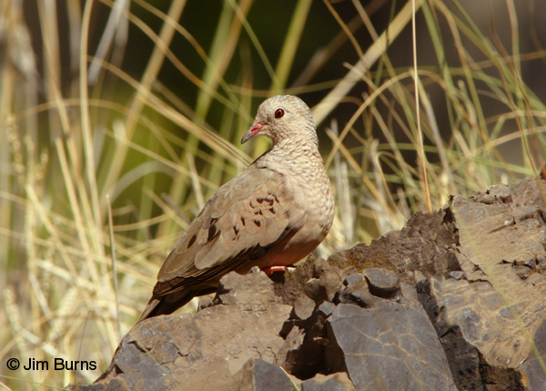 Common Ground-Dove