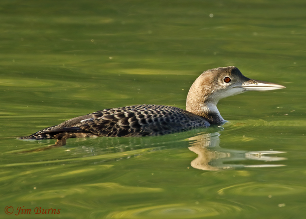 Common Loon basic plumage--9498