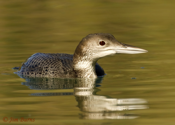 Common Loon basic plumage--9611