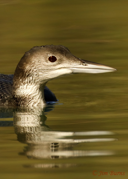 Common Loon winter head shot--9612