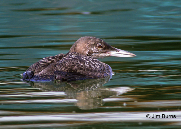 Common Loon winter