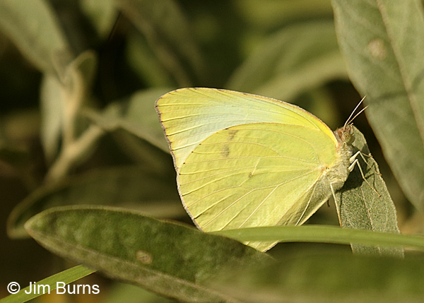 Common Melwhite, Texas