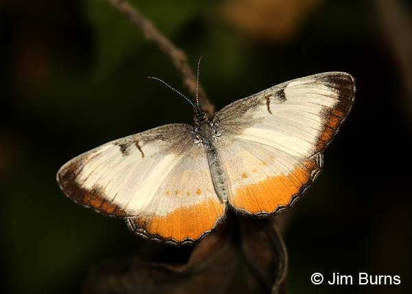 Common Mestra, Texas