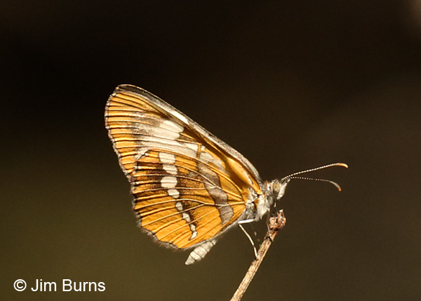 Common Mestra underwing, Texas