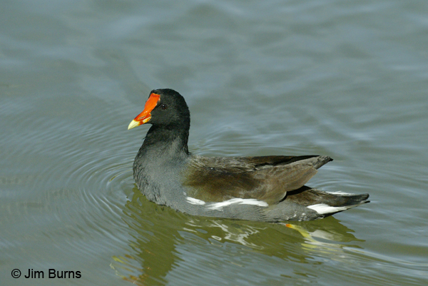 Common Gallinule adult breeding
