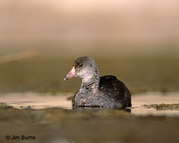 Common Gallinule juvenile