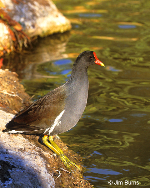 Common Gallinule on bank showing marvelous feet