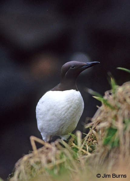 Common Murre
