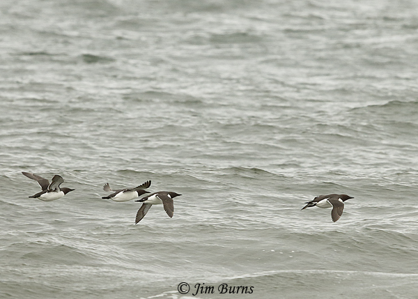 Common Murres in flight--5781
