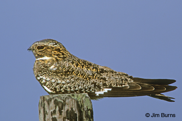 Common Nighthawk