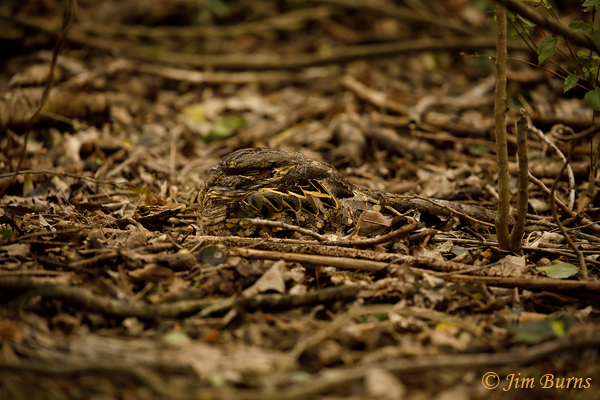 Common Pauraque day roost in winter habitat--9254