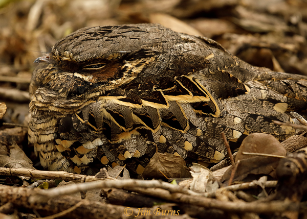 Common Pauraque camo close-up--9257