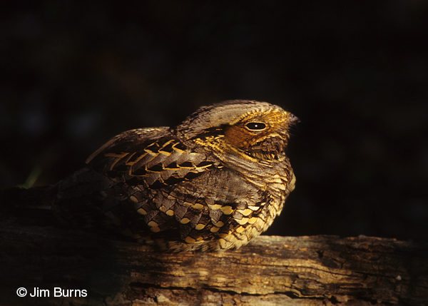 Common Pauraque on log