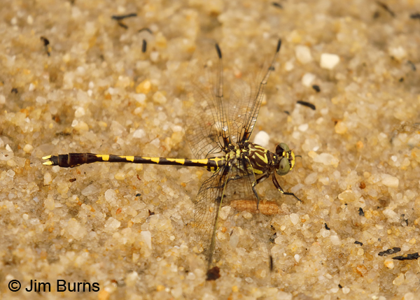 Common Sandragon male, Escambia Co., FL, May 2018--8917