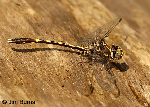 Common Sandragon male showing golden eyes of maturity, Santa Rosa Co., FL, May 2018--9408