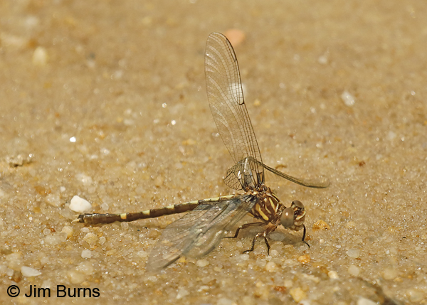 Common Sanddragon, Santa Rosa Co., FL, May 2018--9419