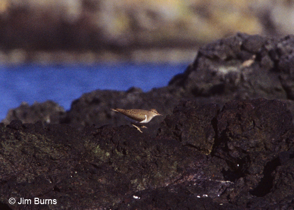 Common Sandpiper
