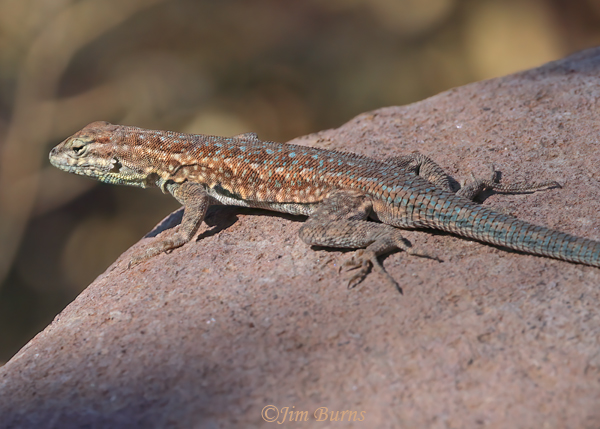 Common Side-blotched Lizard close-up--1800
