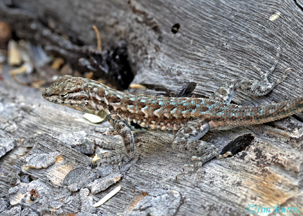 Common Side-blotched Lizard--9435