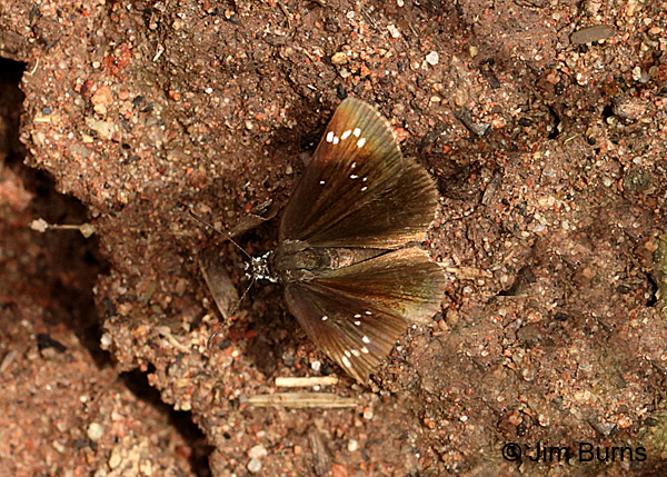 Common Sootywing, Arizona