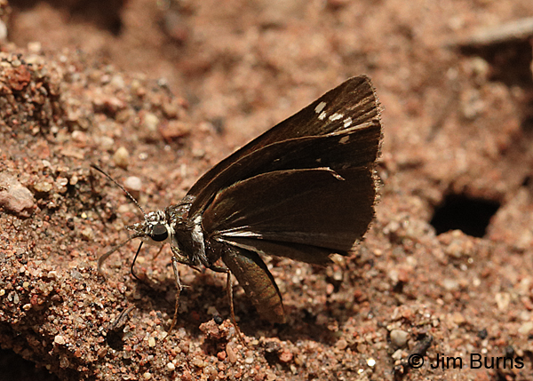 Common Sootywing head spots, Arizona