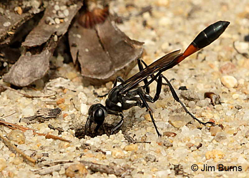 Common Thread-waisted Wasp